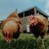 Le uova biologiche hanno un impatto ambientale maggiore. “Da valutare consumi e benessere animale”