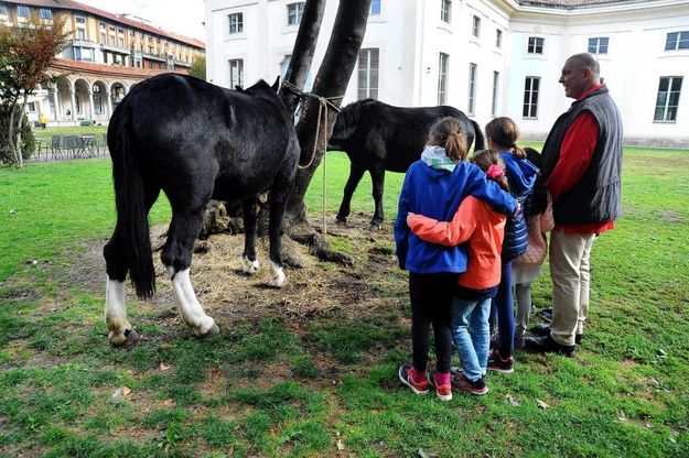 Milano, giochi e laboratori per far scoprire ai bambini la vita in fattoria