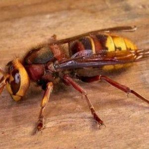 Biella, grave un uomo punto da un calabrone, mezz'ora dopo punto anche il figlio