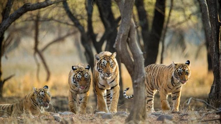 Il recupero di tigri, tonni e tartarughe ci insegna che è ancora possibile salvare la biodiversità