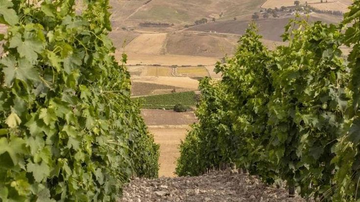 Solare fotovoltaico su un terreno confiscato alla mafia: il progetto della cantina Centopassi