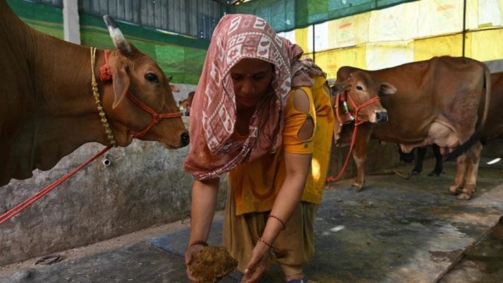 A corto di gas, l’India rurale cucina usando lo sterco delle mucche sacre