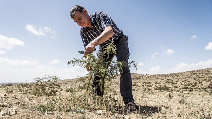 L’uomo delle foreste: “Così faccio rinascere la natura”
