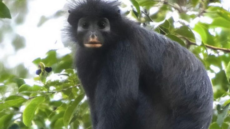Labbra arancioni e sguardo da attore. Scoperta in Africa una nuova specie di scimmia misteriosa