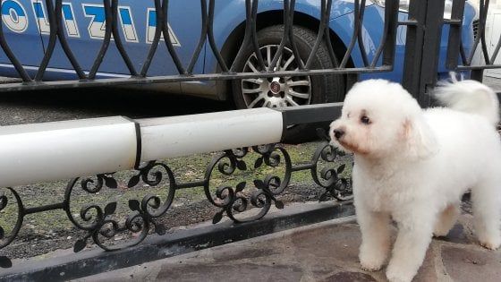 Cane ferito sull'autostrada: salvato dalla polizia a Roma