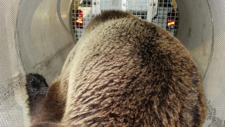 Sulle tracce dell'orso M49: "Ecco perché è difficile catturarlo"
