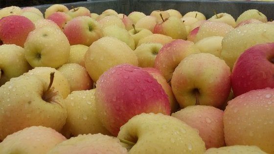 Sclerosi multipla: torna in 5 mila piazze la 'Mela di Aism'