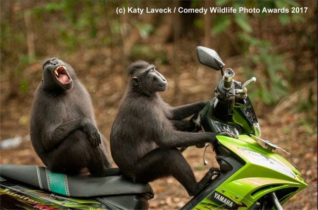Quando la natura fa ridere: ecco i 40 scatti finalisti del Comedy wildlife awards
