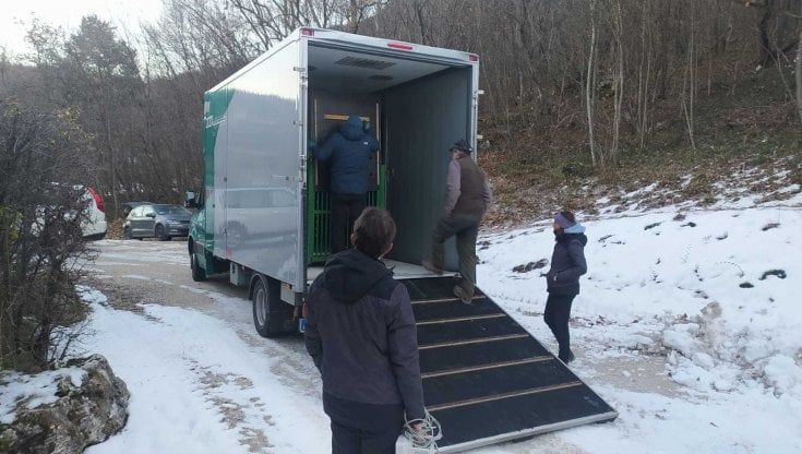 E ora l'orso M57 va in esilio in Ungheria