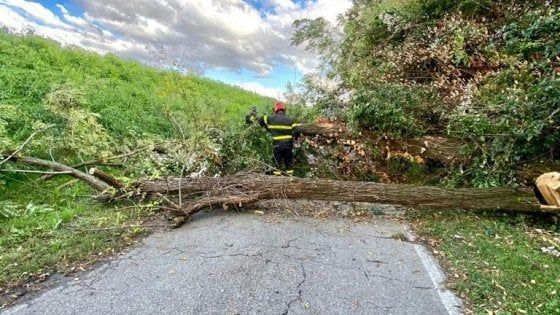 Bologna, il forte vento butta giù gli alberi