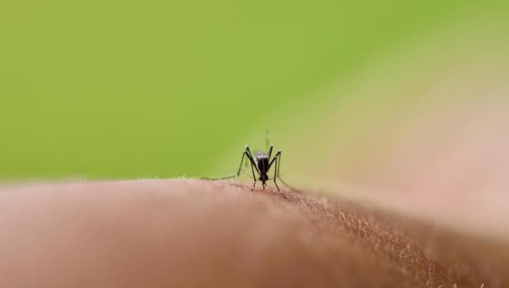 Dalla leishmaniosi alla dengue: le malattie in arrivo dalle nuove zanzare