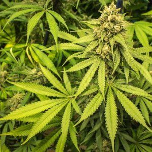 Cannabis terapeutica, depenalizzata la violazione delle procedure di coltivazione