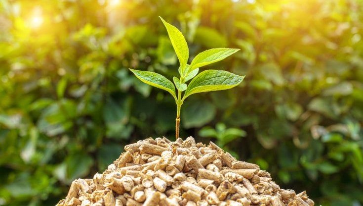Incentivi biomasse senza rinnovo: impianti a rischio