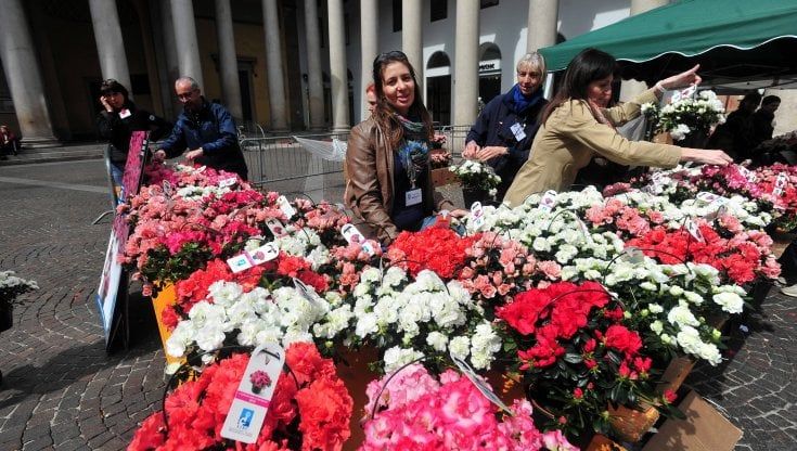 Festa della mamma, l'azalea della ricerca Airc, la studiosa: "Combatto perché mia figlia non debba rischiare un tumore"