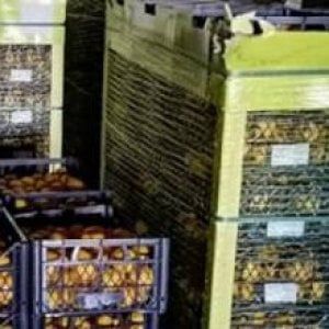 Siracusa, sequestrate 20 tonnellate di limoni turchi: stretta sui controlli