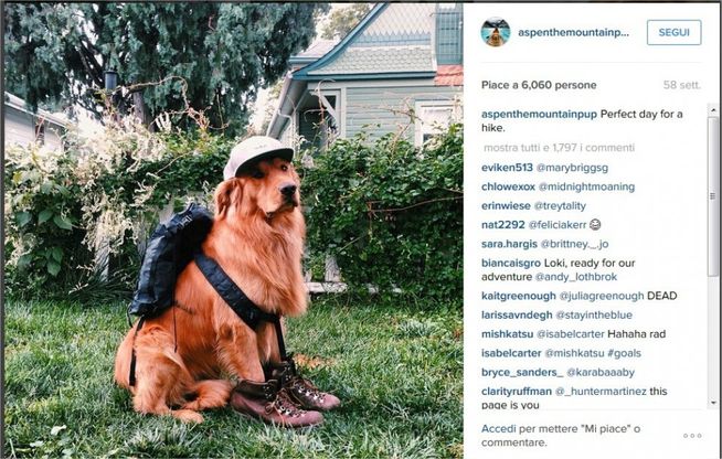 Dopo Grumpy e Maru, ecco Aspen: il golden retriever è la nuova star di Instagram