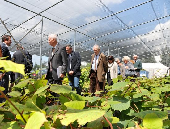 L'"ospedale" dell'insalata