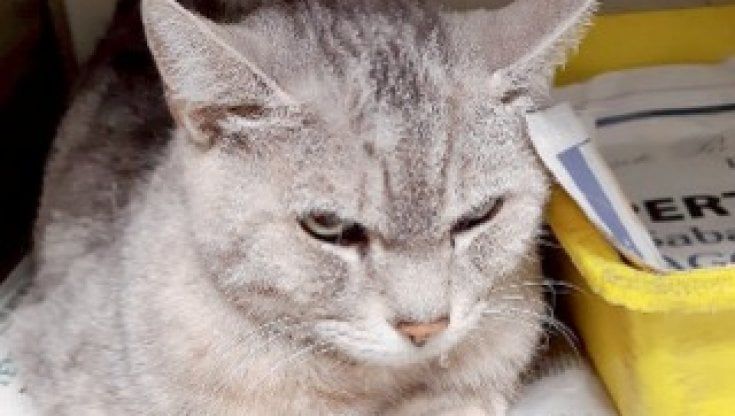 Parma, gatto chiuso in una gabbia e abbandonato sulla strada