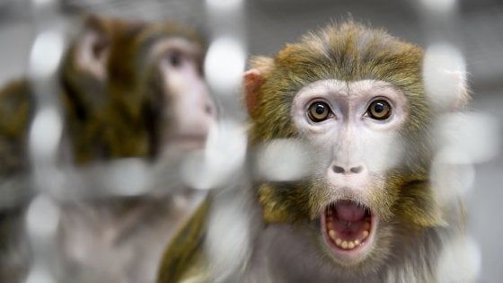 Thailandia, scimmie costrette come schiave a raccogliere noci di cocco. E i supermercati britannici ritirano i prodotti