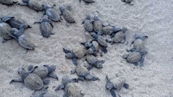 Tartarughe, in Cilento è boom di nascite nell’estate post Covid 