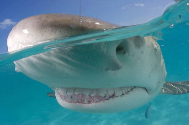 Scatti da squalo, il "sorriso" del predatore