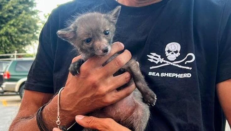 Solo e denutrito, cucciolo di volpe recuperato nel Salernitano