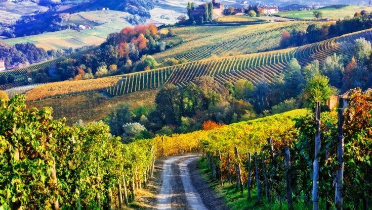Il futuro del vino italiano è biologico e sostenibile