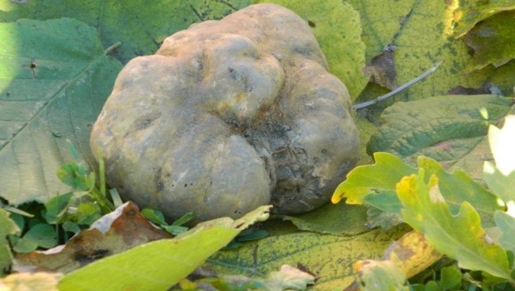 Tartufo bianco sentinella della terra: la nuova fiera di Alba punta sul green