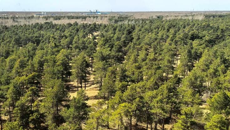 Un deserto in Cina “rifiorisce” e contribuisce a catturare anidride carbonica
