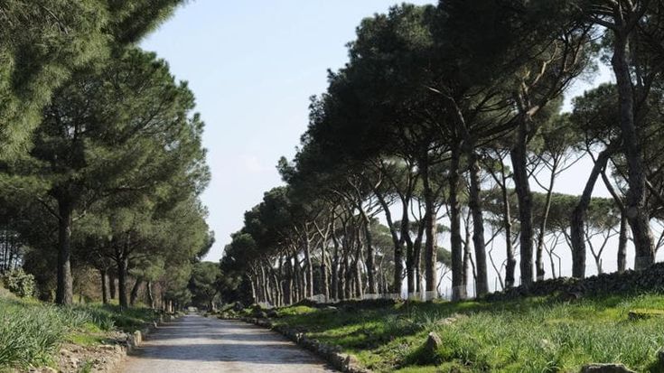 Pini dell’Appia Antica, il rimedio contro la cocciniglia è una coccinella dei Caraibi