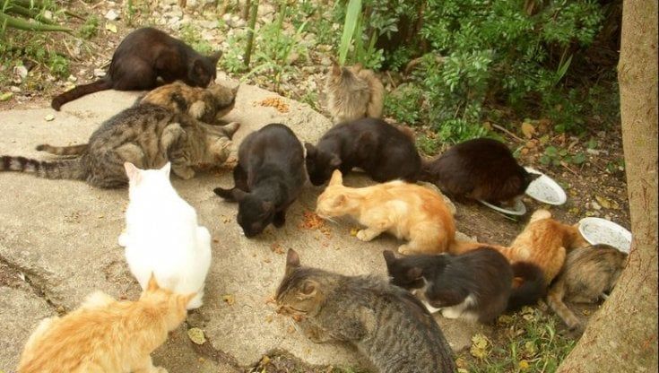 "No foto, no pappa", la strana richiesta del Campidoglio che rischia di affamare i gatti di Roma