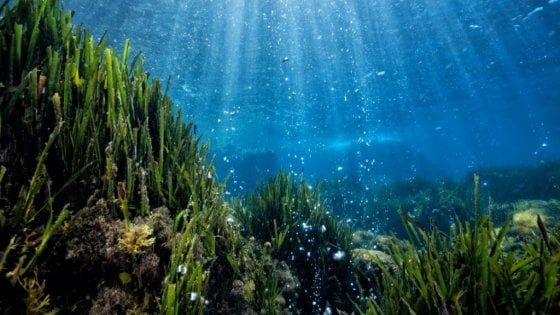 “Un tuffo nel mare che cambia", a Ischia il seminario pubblico su clima e mare