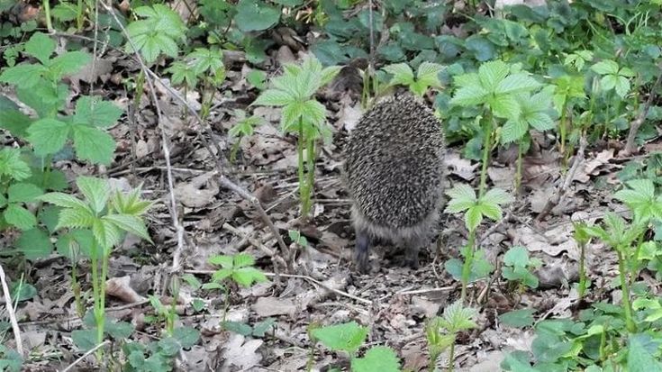 Più lepri, meno ricci: la nuova fauna del Parco Nord in dieci anni di foto pubblicate su Facebook