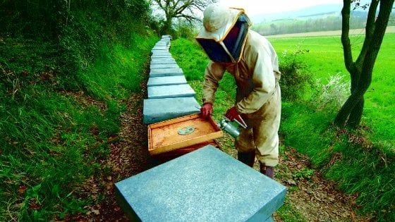 Il maltempo sconvolge le api: anche in Toscana crolla la produzione di miele 