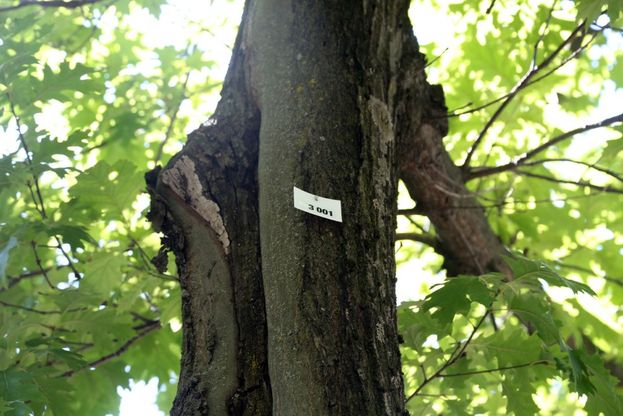 Hera, gi&agrave; 75mila bollette online: 1500 alberi in regalo