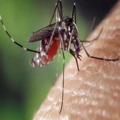 Un caso di West Nile nel Veneto: il virus è stato contratto in Italia. “Non è più solo d’importazione”