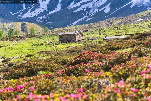 Nel Parco dello Stelvio la magia dei rododendri in fiore