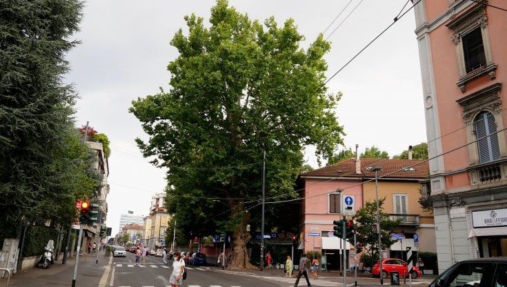 Il verde più verde: che fusto l'ibrido di viale Affori