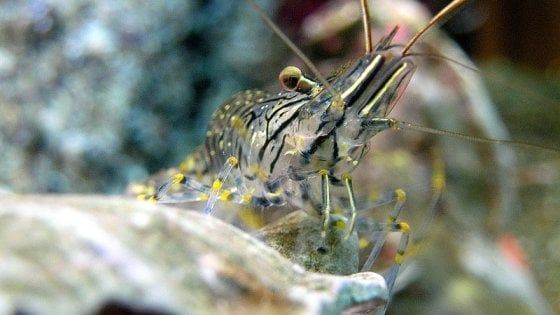 Timidi o avventurosi, anche i gamberi hanno una loro personalità