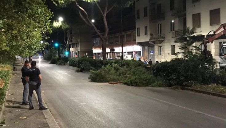 Firenze, abbattuti di notte i primi sei pini in viale Redi