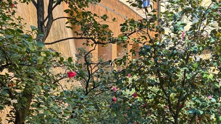 Candidissima, Pulcherrima Florentiae, Alba Simplex: viaggio tra le camelie di Boboli