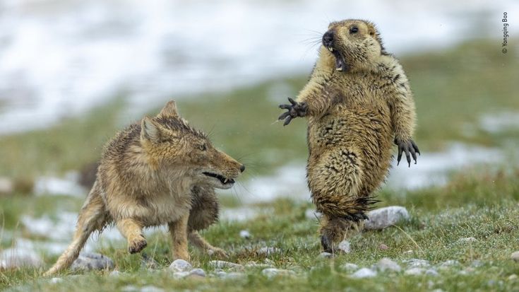 Wildlife photographer of the year 2019, la natura in uno scatto: ecco i vincitori