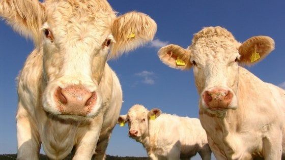 "Le etichette sul benessere animale sono ingannevoli", la denuncia degli animalisti