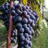 Nebbiolo Prima: ad Alba le nuove annate di Barolo, Barbaresco e Roero