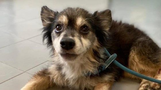 Roma, cane chiuso in una busta dell'immondizia salvato a San Basilio. I volontari: "Adottate Spillo"