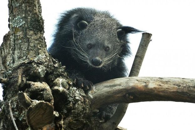 Al Bioparco di Roma arriva Arabella, l'orso gatto
