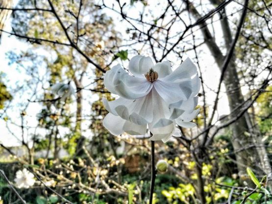 Ischia, tutti i colori della primavera: riaprono i Giardini La Mortella