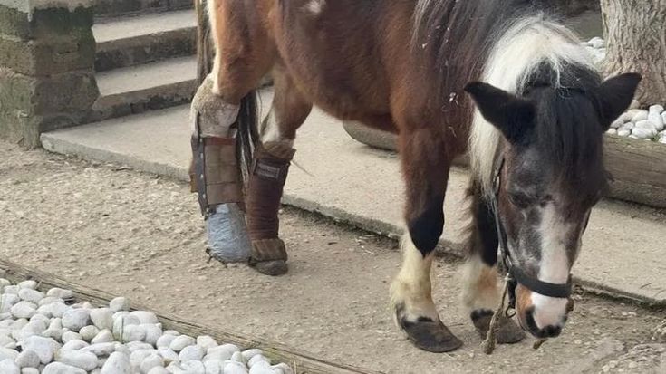 Lilly, pony di Montaione, deve essere operata. Mobilitazione record, raccolti 5 mila euro