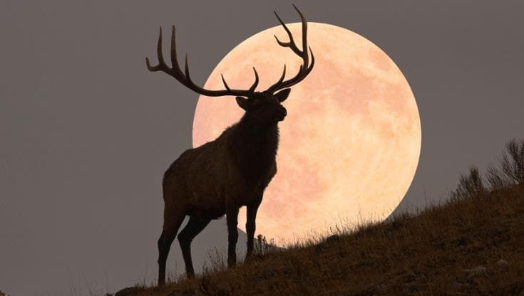 La Luna piena del Cervo, la forza della natura e i riti contadini del cibo