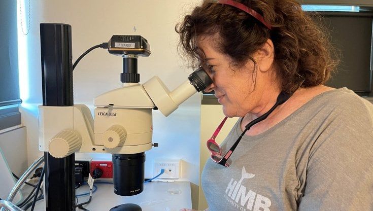 Il batterio della lebbra ci salverà il fegato